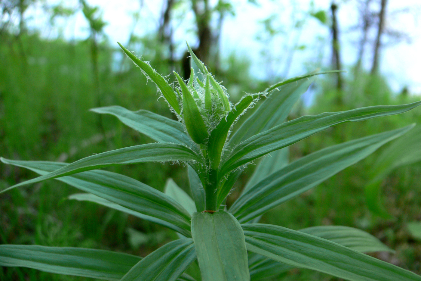 Image of Lilium pilosiusculum specimen.