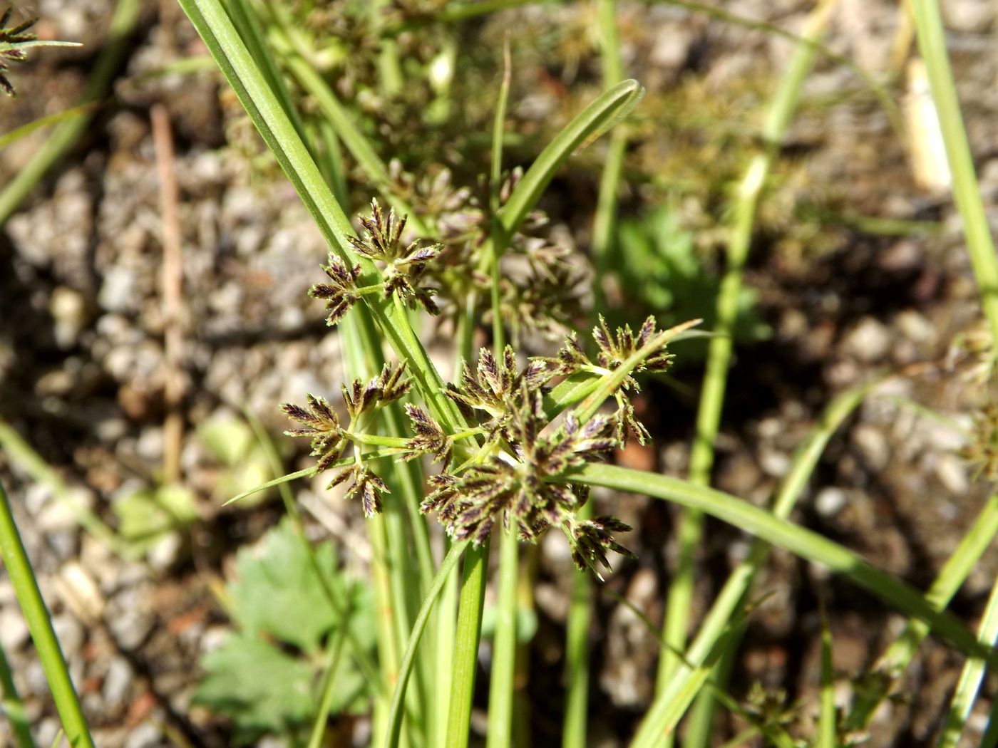 Image of Cyperus fuscus specimen.