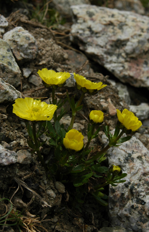 Изображение особи Ranunculus transiliensis.