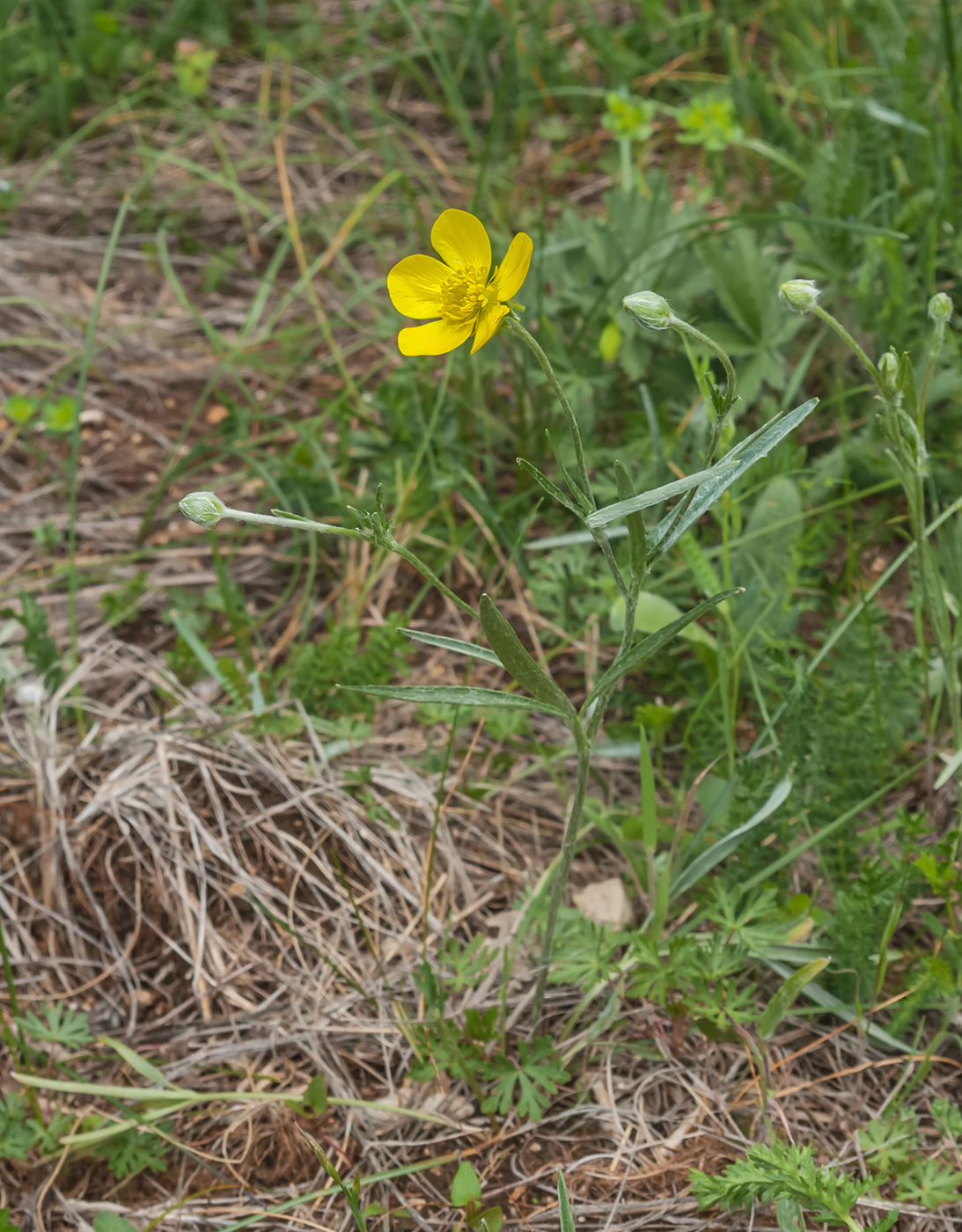 Image of Ranunculus illyricus specimen.