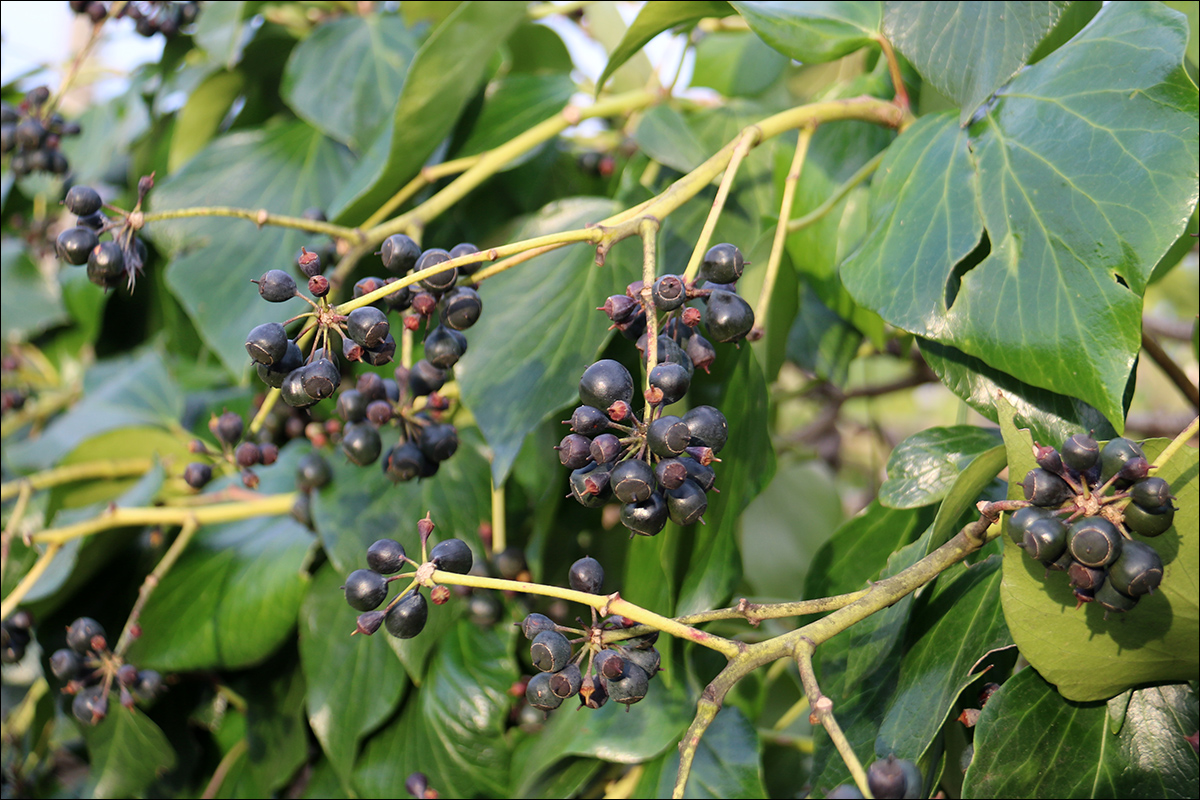 Изображение особи род Hedera.