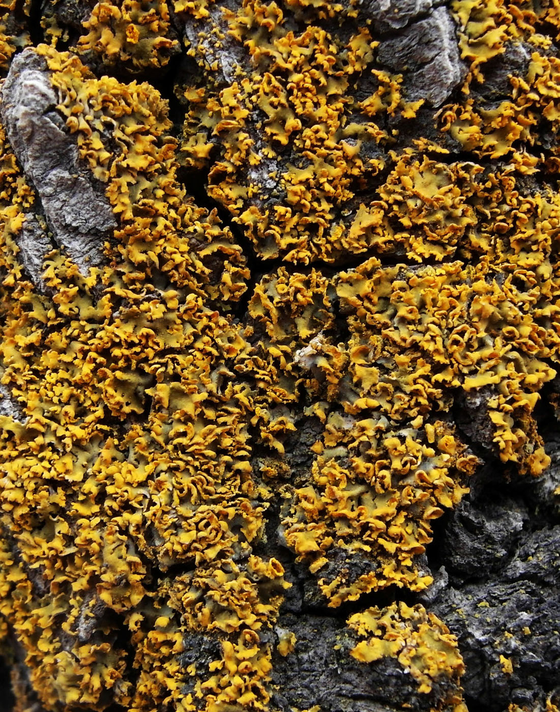 Image of Xanthomendoza poeltii specimen.