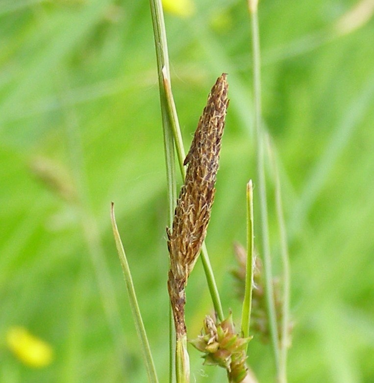 Image of Carex distans specimen.