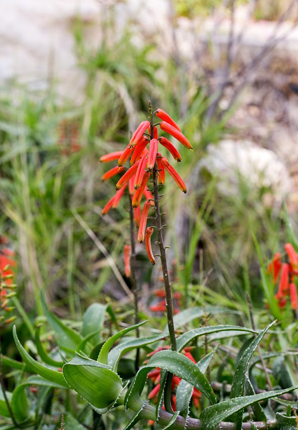 Image of Aloe ciliaris specimen.