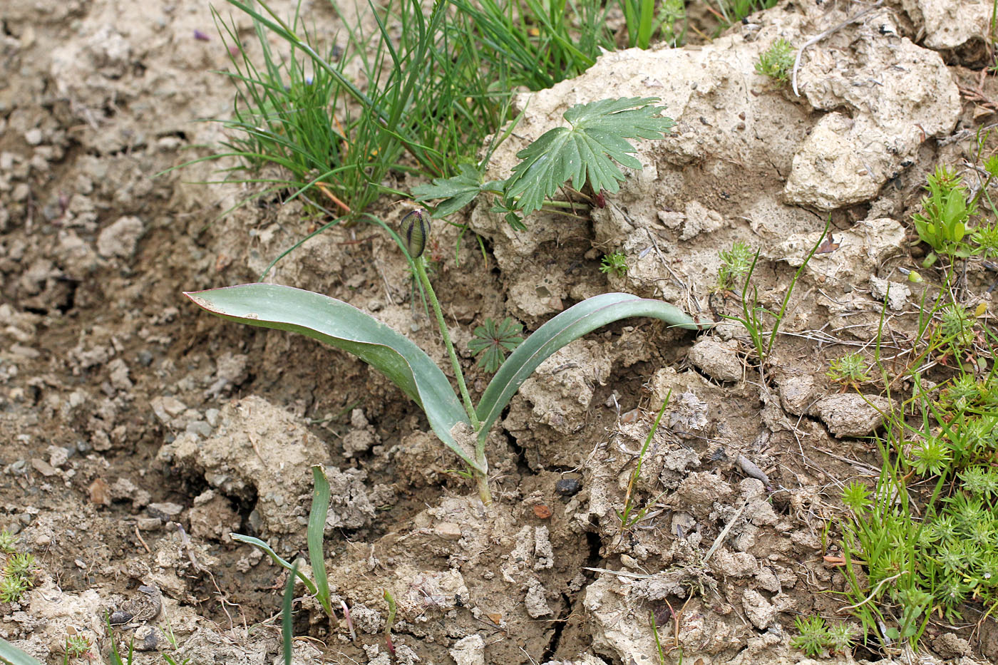 Image of Tulipa turkestanica specimen.