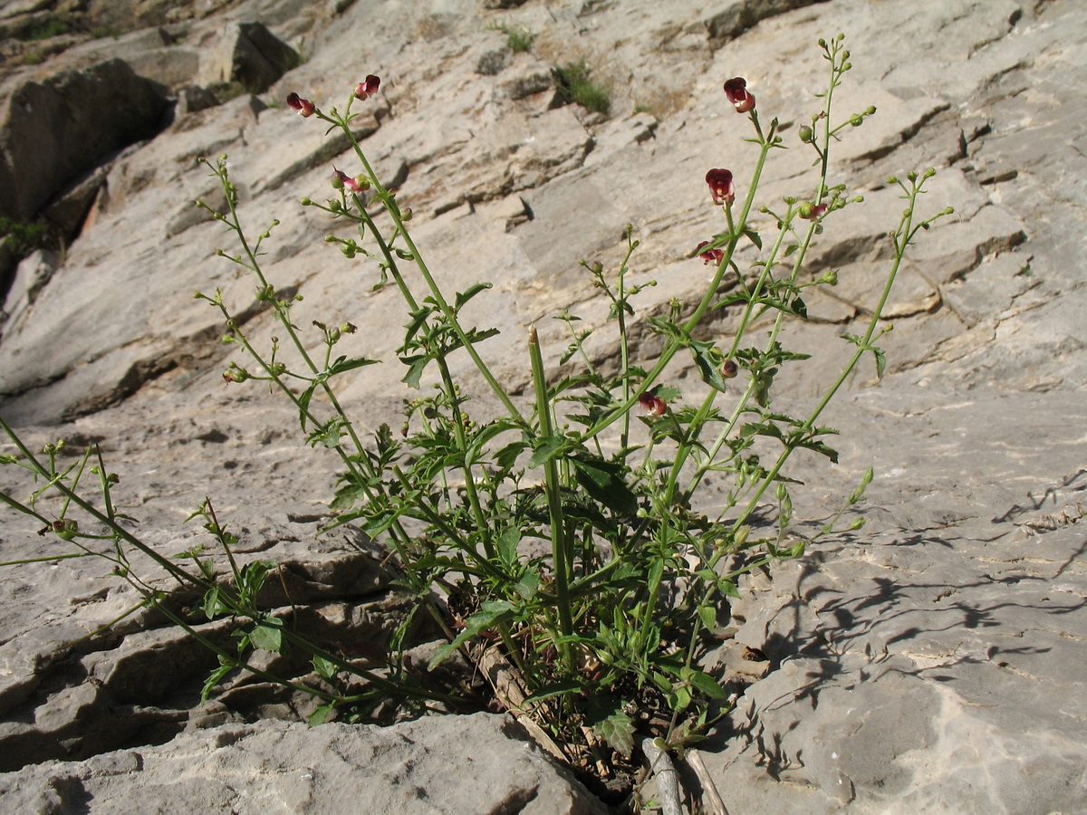 Изображение особи Scrophularia incisa.