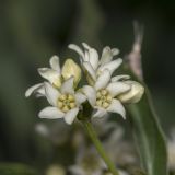 Vincetoxicum albovianum