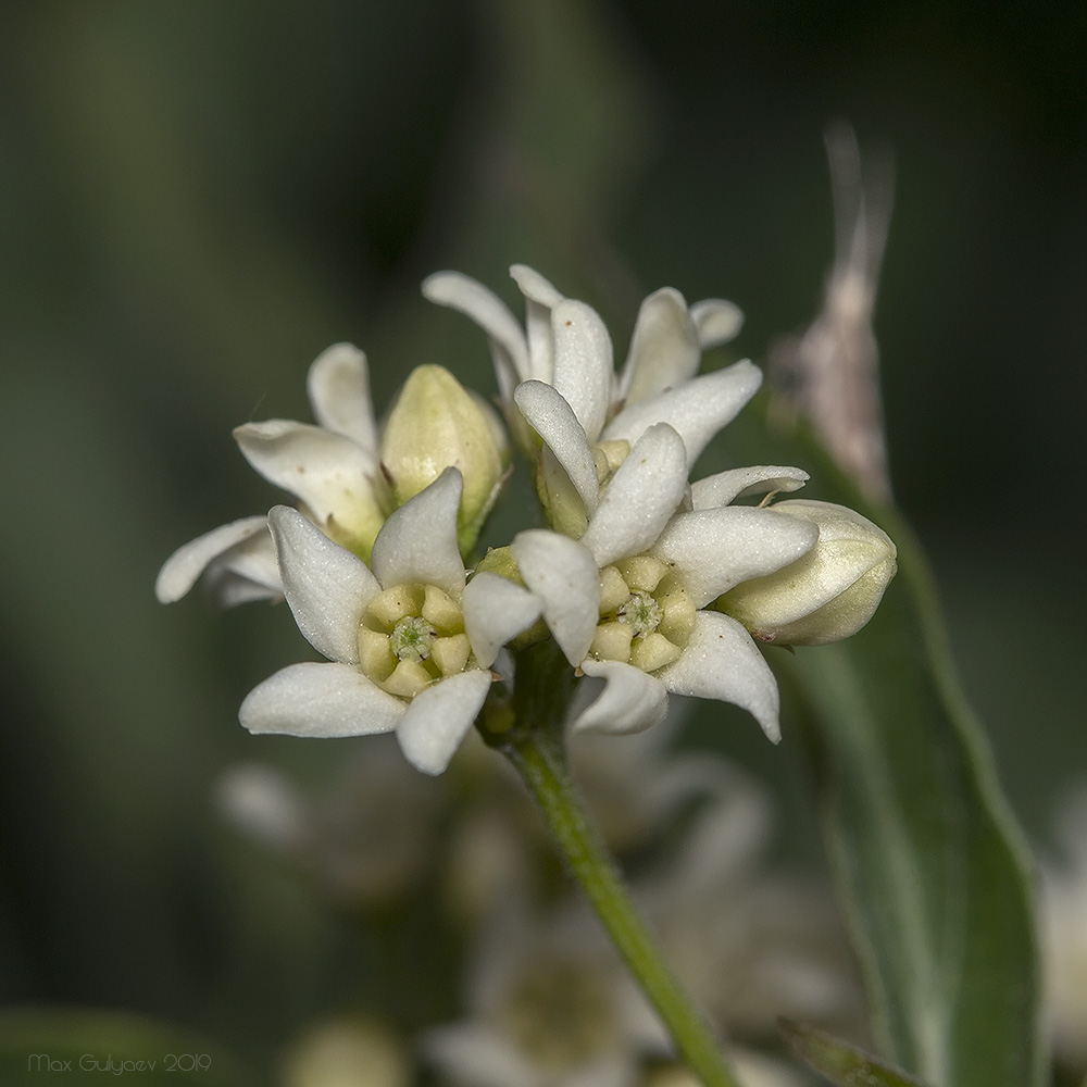 Image of Vincetoxicum albovianum specimen.