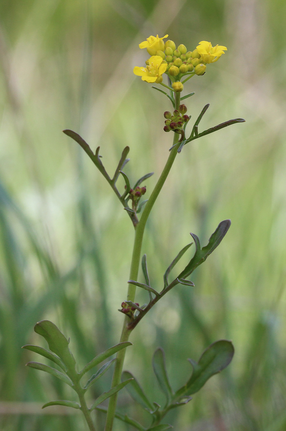 Image of Rorippa brachycarpa specimen.