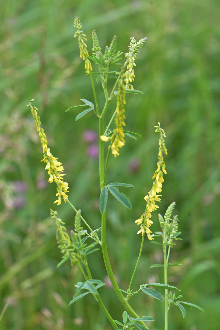 Изображение особи Melilotus officinalis.