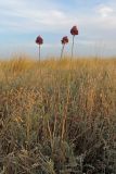 Allium regelianum. Цветущие растения. Крым, Керченский п-ов, окр. с. Бондаренково, степь. 25.06.2019.