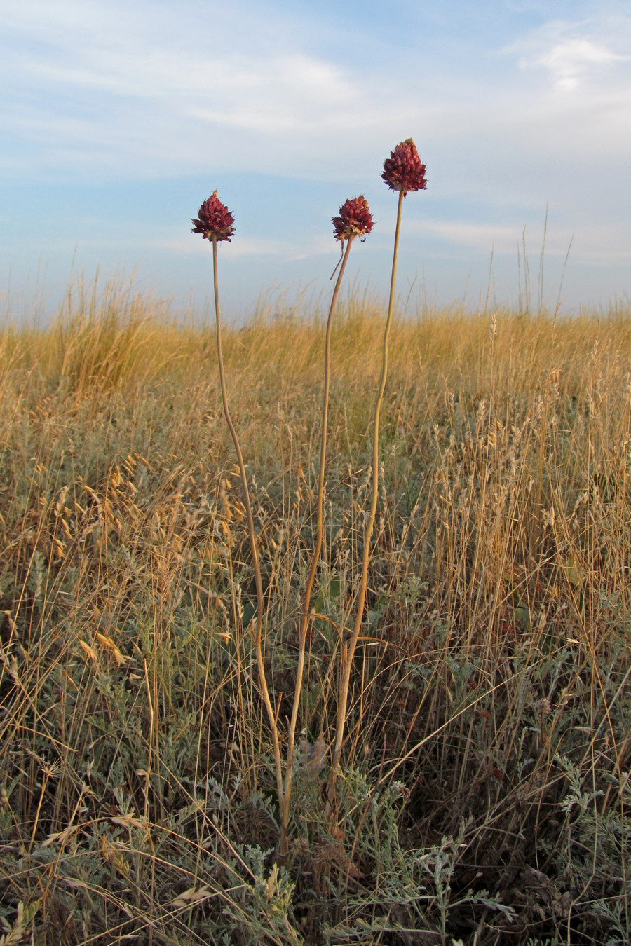 Изображение особи Allium regelianum.