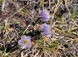 Trollius lilacinus. Цветущие растения. Алтай, Кош-Агачский р-н, долина р. Аккаллу-Озек, ≈ 2700 м н.у.м., горная тундра. 17.06.2019.