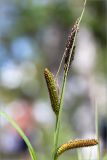 Carex acuta. Верхушка побега с соплодиями. Ленинградская обл., Выборгский р-н, р. Вуокса, о. Тёмный, мелководье. 08.06.2019.