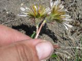 Taraxacum albescens