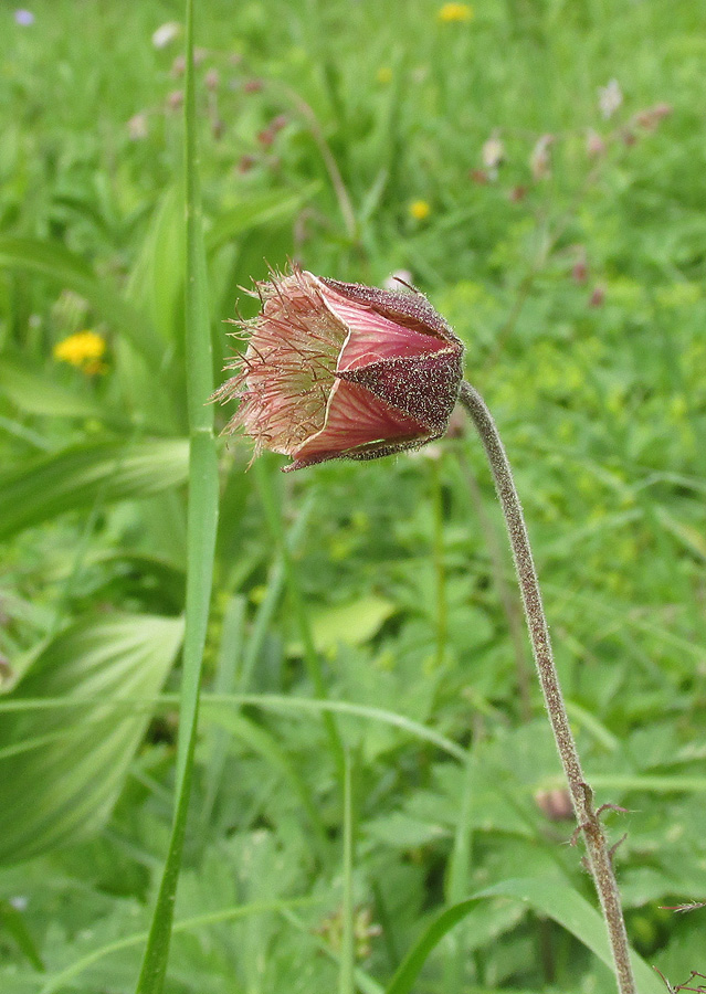 Изображение особи Geum rivale.