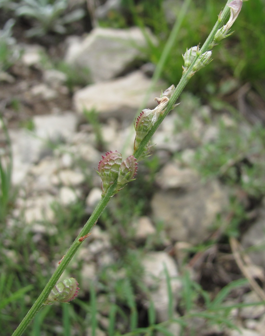 Image of Onobrychis petraea specimen.
