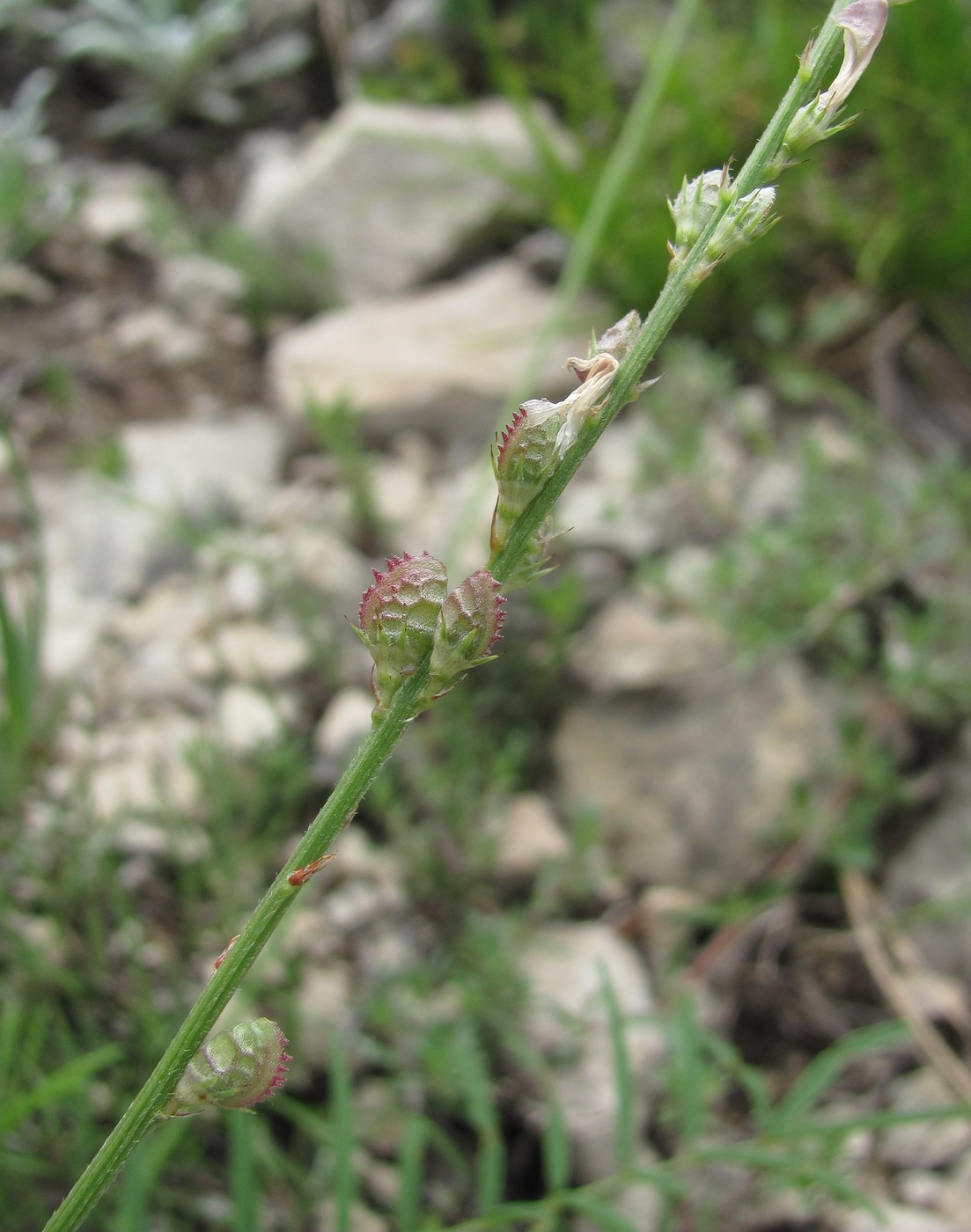 Изображение особи Onobrychis petraea.