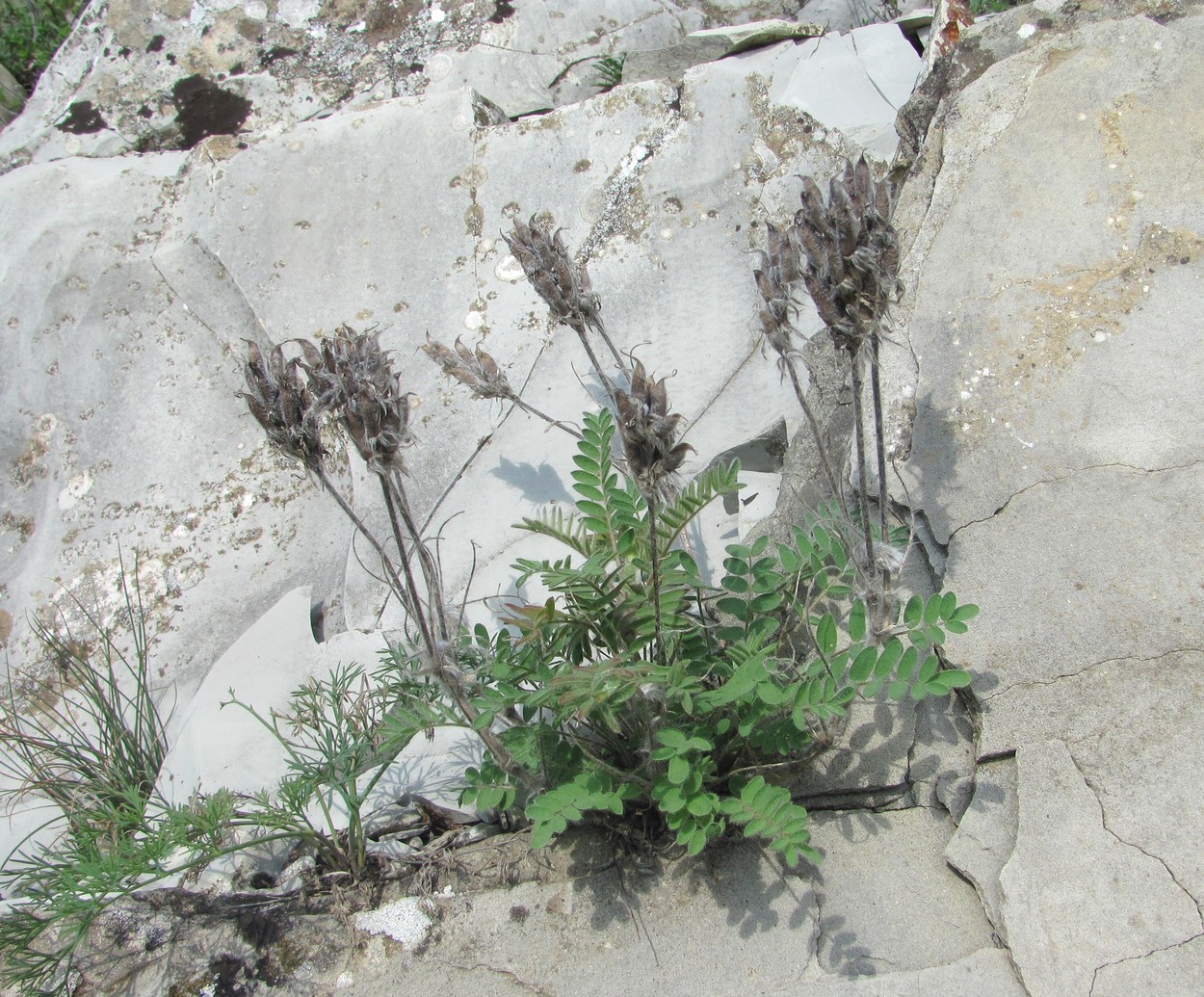 Изображение особи Oxytropis pilosa.