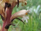 Orobanche lutea. Цветок (вид сбоку). Дагестан, Левашинский р-н, окр. с. Леваши, ок. 1400 м н.у.м., каменистый склон. 09.06.2019.