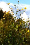 Helianthus tuberosus