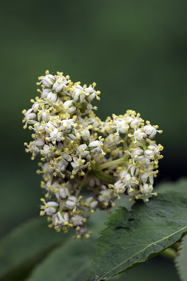 Изображение особи Sambucus sibirica.