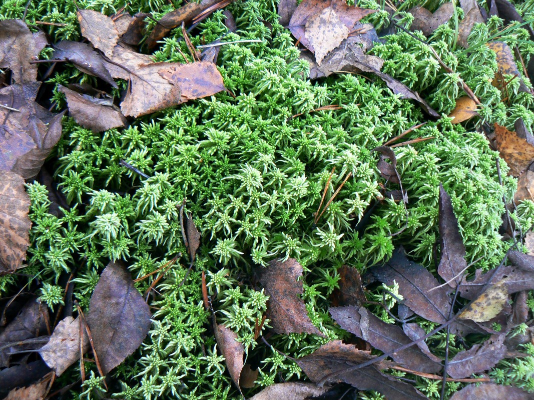 Image of Sphagnum girgensohnii specimen.