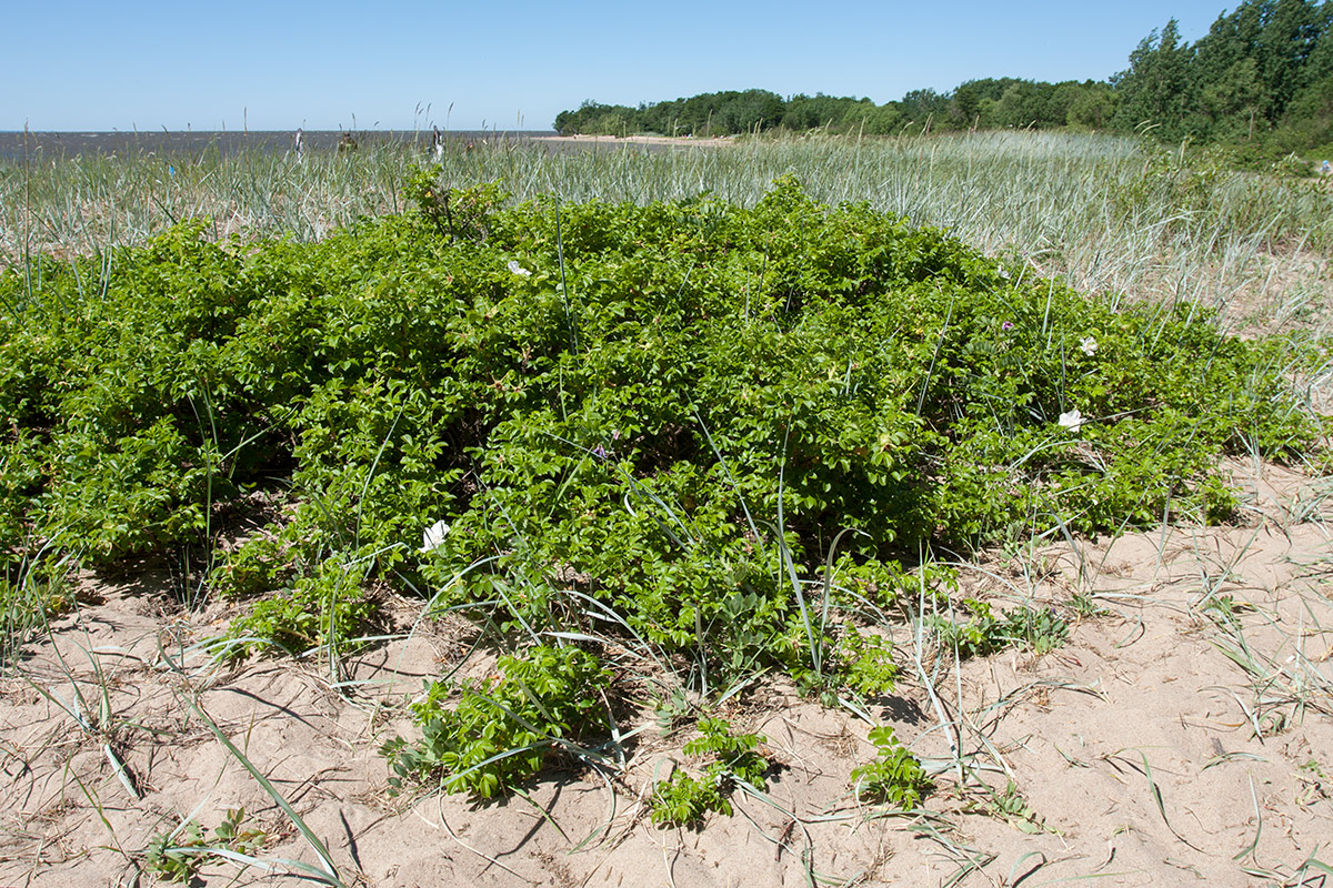 Image of Rosa rugosa specimen.