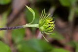 Helianthus debilis. Верхушка побега с распускающимся соцветием. Израиль, г. Бат-Ям, в культуре. 19.12.2018.