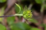 Helianthus debilis