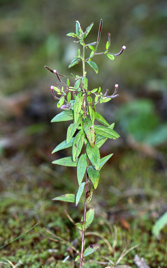 Image of Epilobium fastigiato-ramosum specimen.