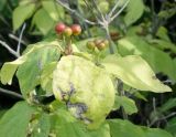 genus Lonicera