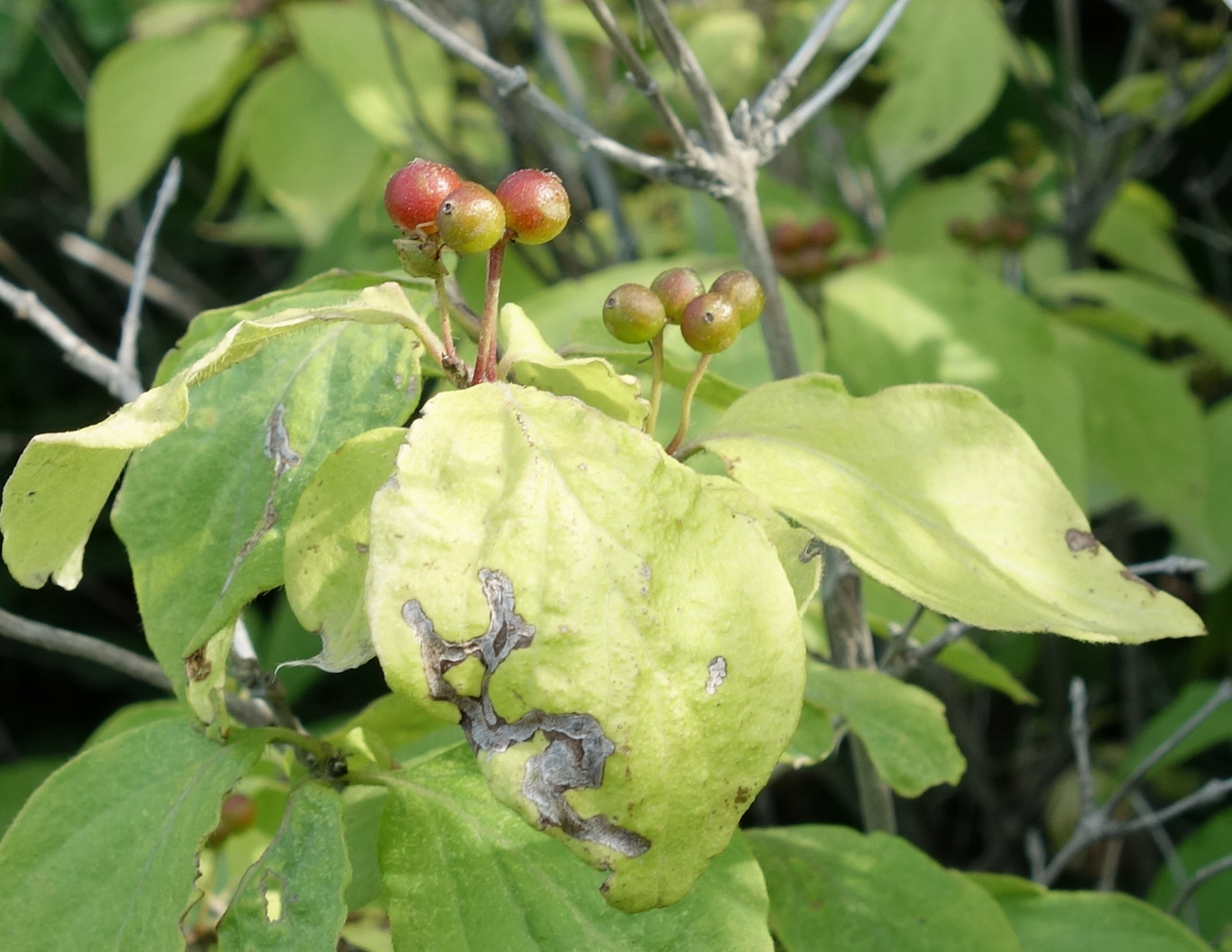 Image of genus Lonicera specimen.