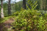 Vaccinium myrtillus. Плодоносящее растение в сообществе с Empetrum. Финляндия, муниципалитет Савонлинна, окр. туркомплекса Харьюн Портти, кустарничковый сосняк на морене. 14.07.2019.