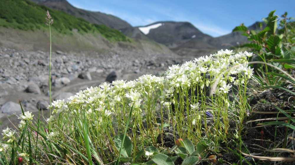 Image of Saxifraga cherlerioides specimen.