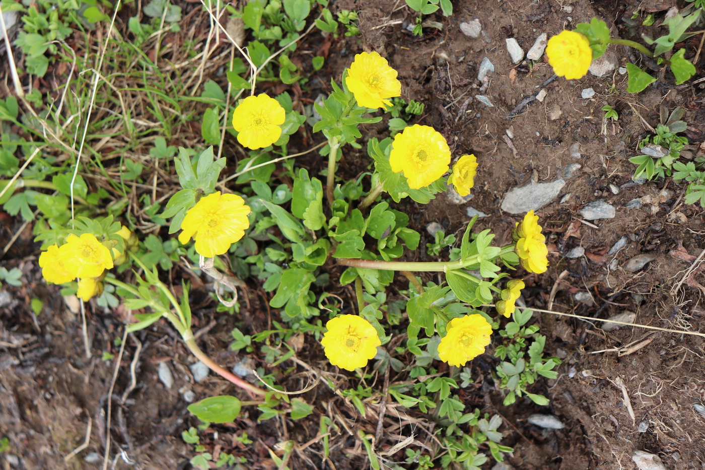 Изображение особи Ranunculus altaicus.