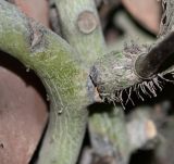 familia Polypodiaceae