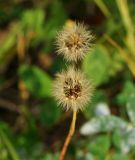 Scorzoneroides autumnalis