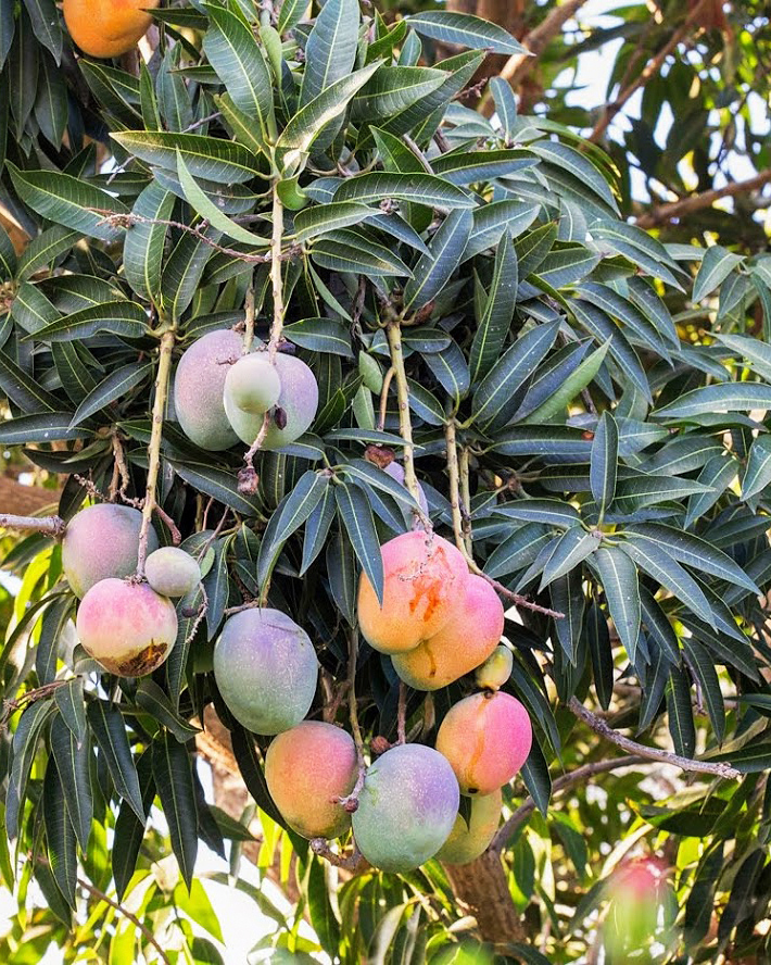 Image of Mangifera indica  specimen.