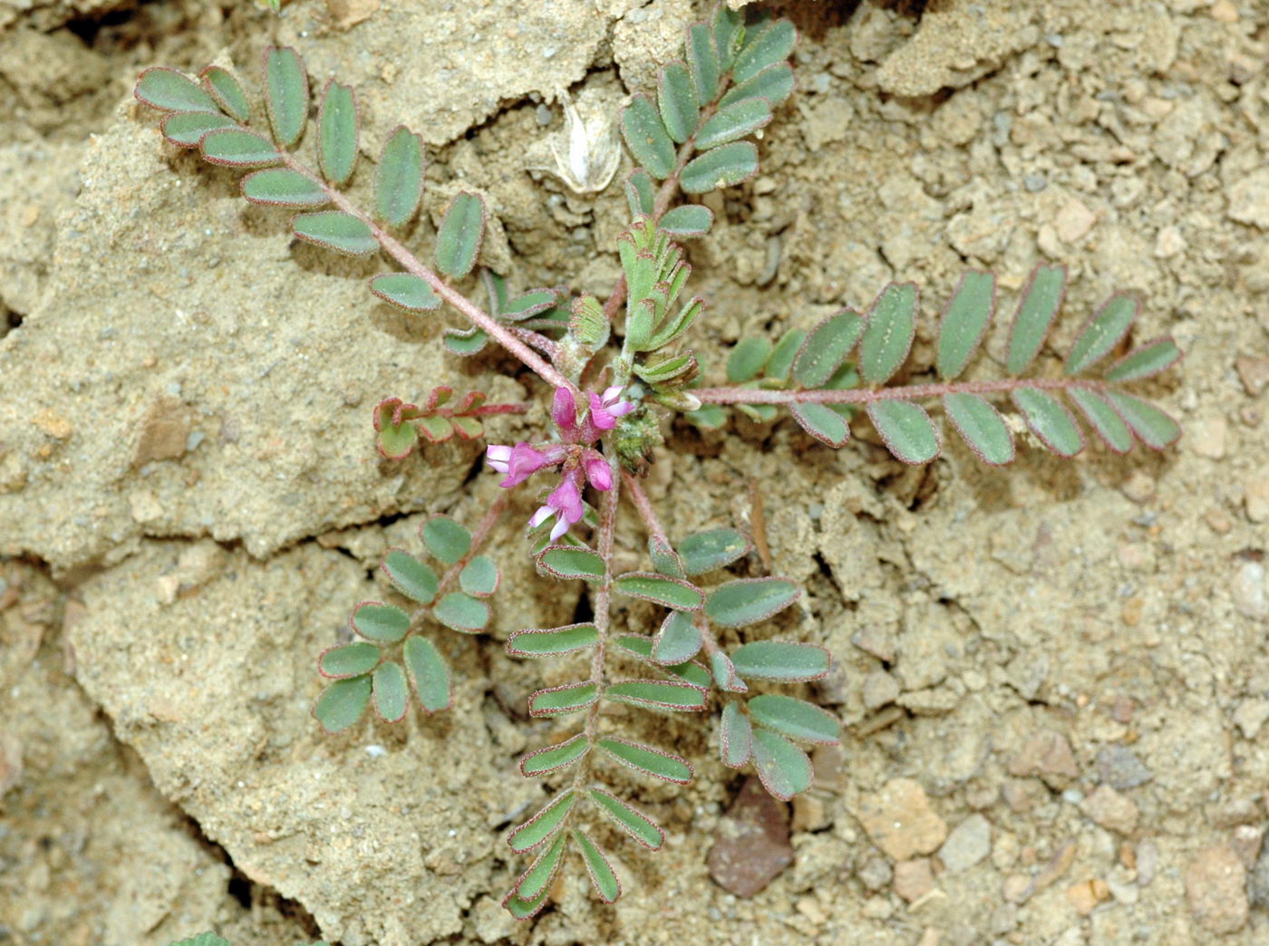 Image of Astragalus psiloglottis specimen.