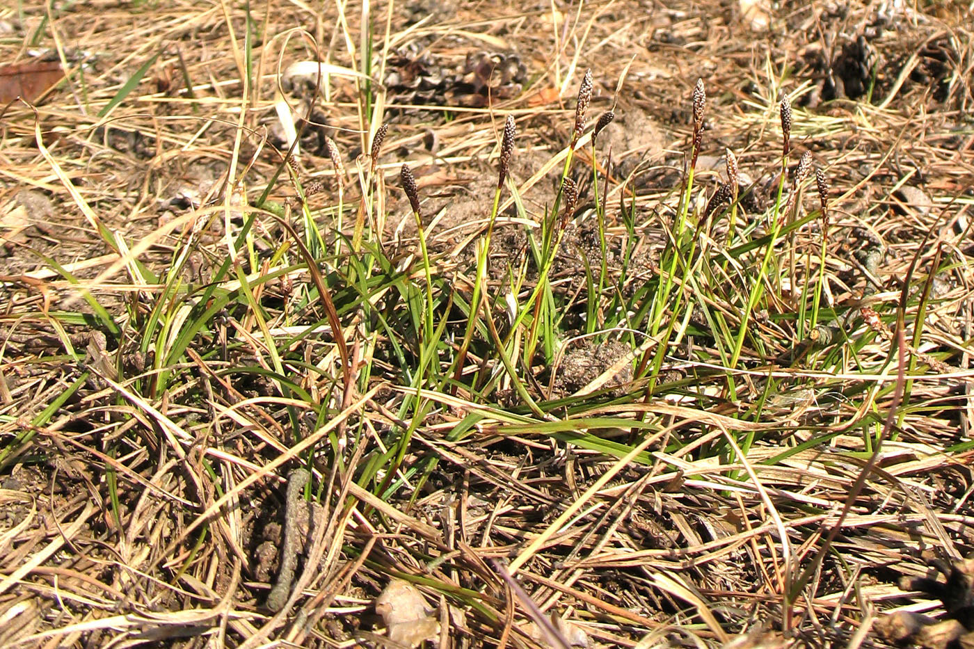 Изображение особи Carex ericetorum.