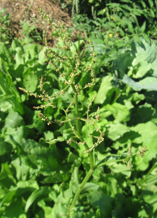 Image of Rumex acetosa specimen.