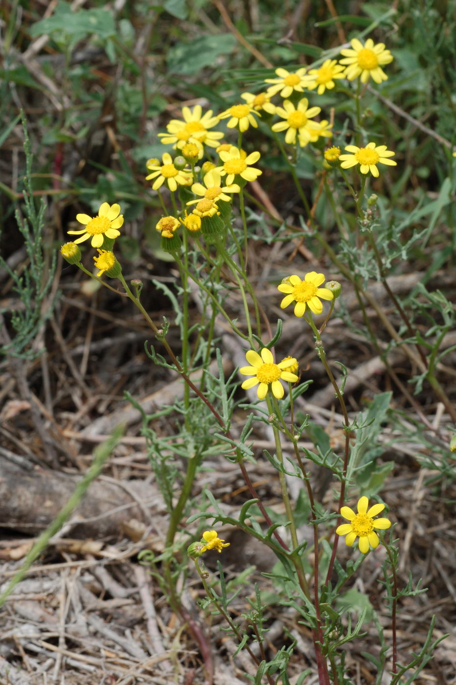 Изображение особи Senecio noeanus.