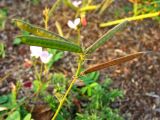 Tephrosia spicata