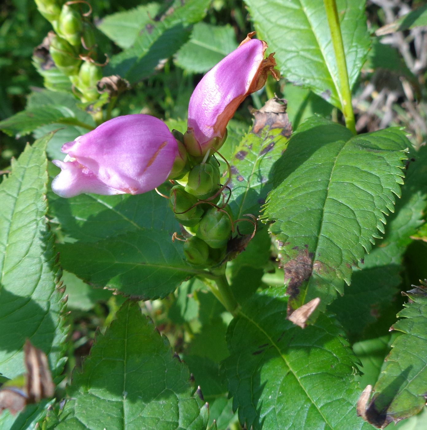 Image of Chelone obliqua specimen.