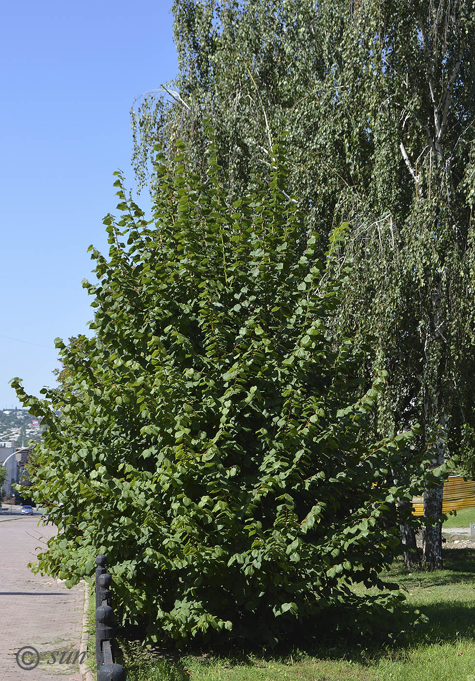 Image of Tilia platyphyllos specimen.