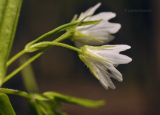 Pseudostellaria sylvatica