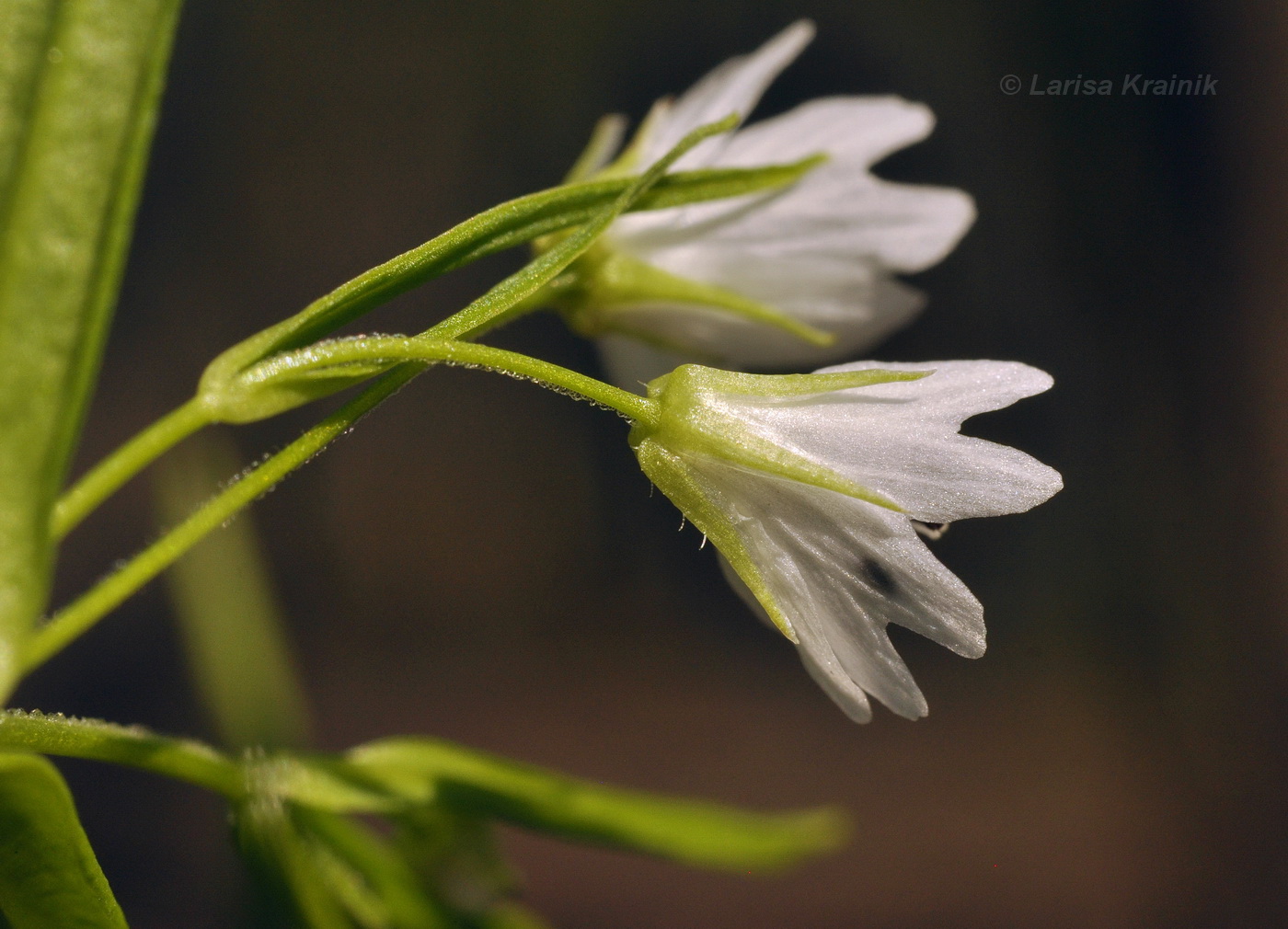 Изображение особи Pseudostellaria sylvatica.