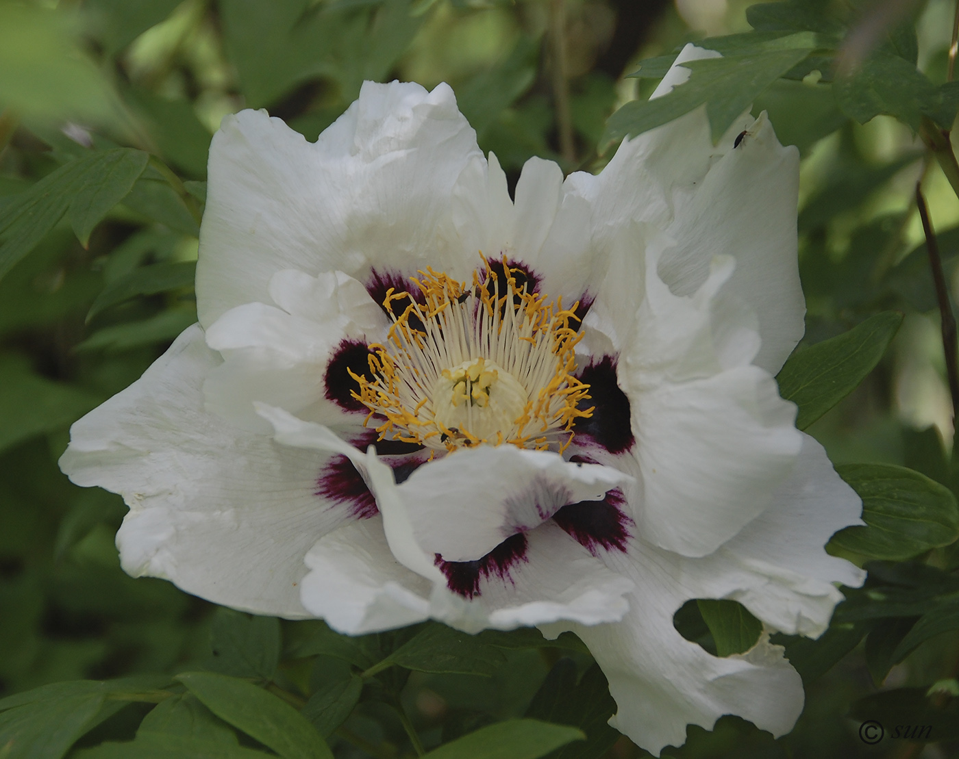 Image of Paeonia suffruticosa specimen.