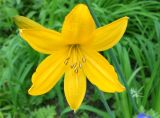 Hemerocallis middendorffii